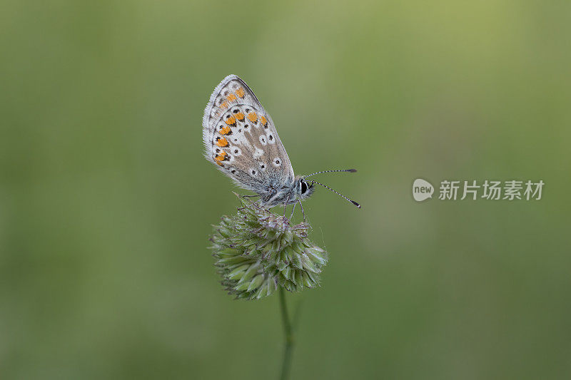 棕Argus蝴蝶(Aricia agestis)